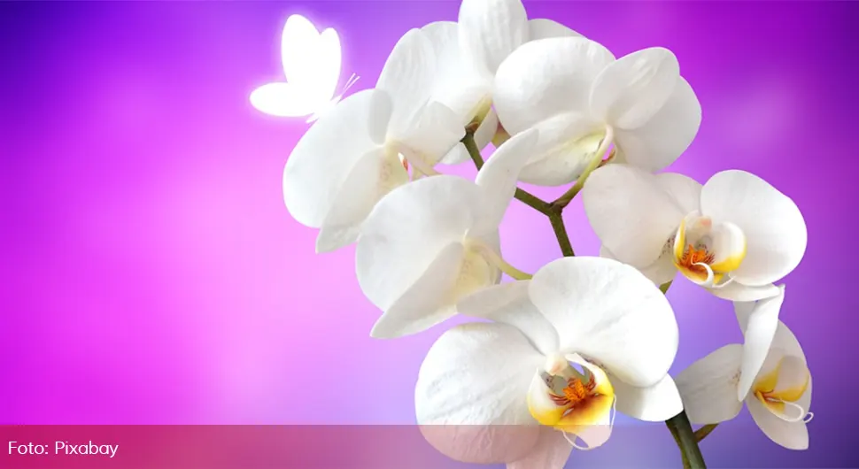 orhideja pixabay.webp